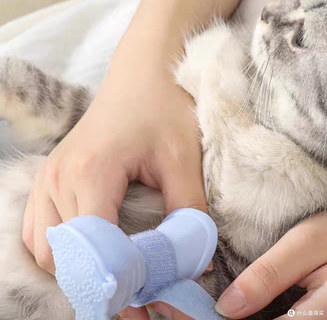 猫咪时尚必备！这款猫衣服让你的宠物成为街头焦点！