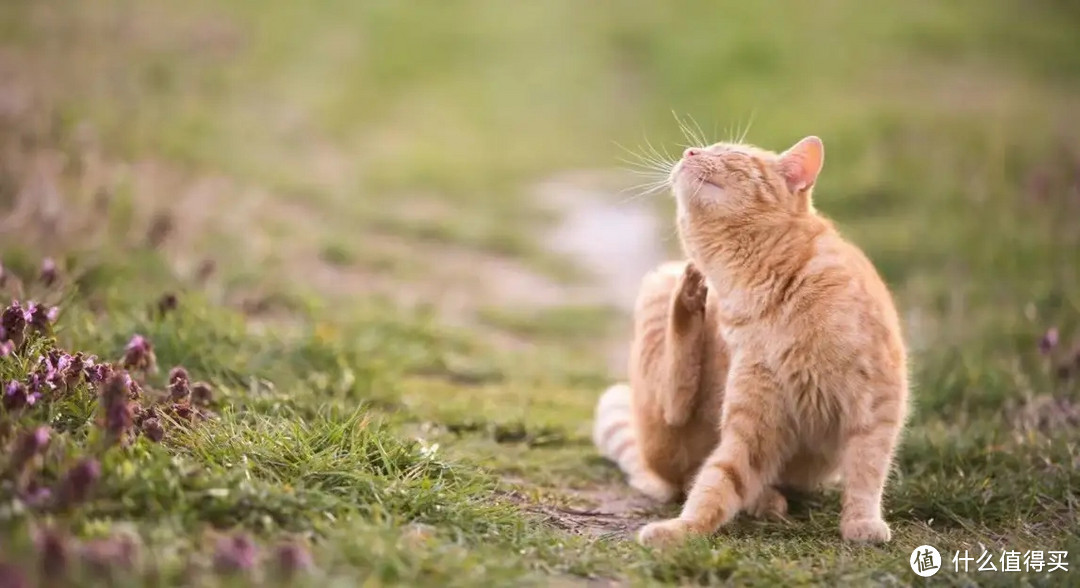 唯特医生猫咪复合维生素，改善猫咪身体素质