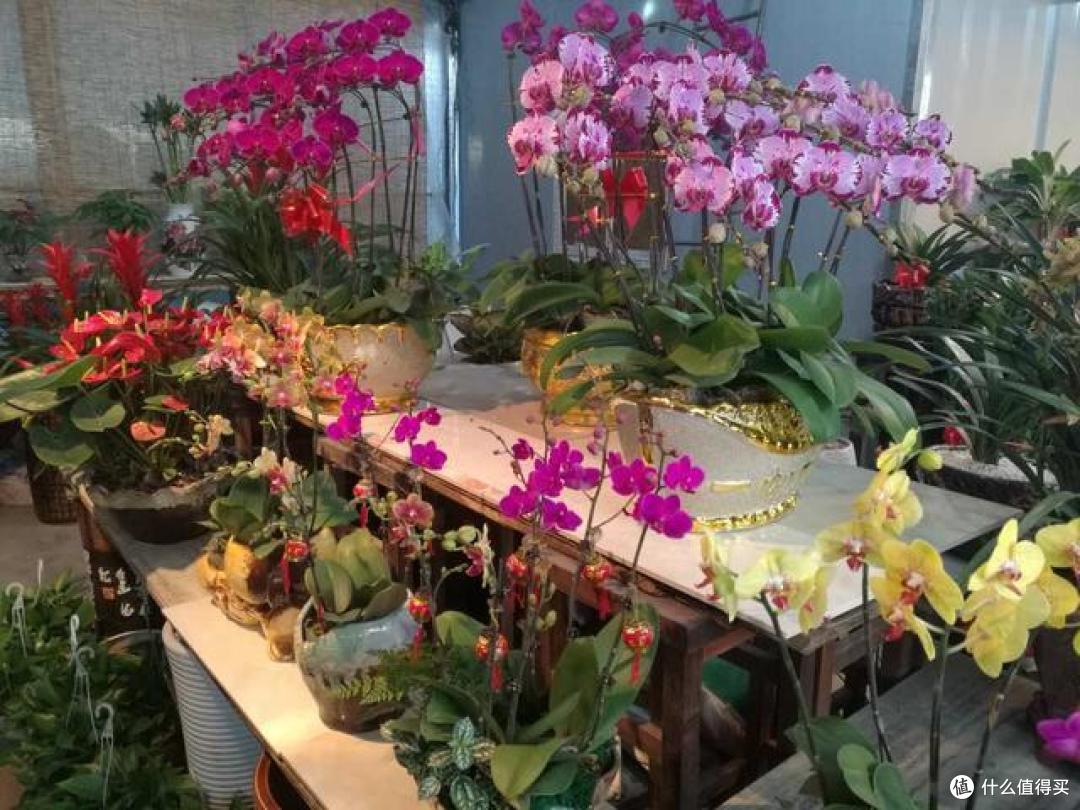 花市上听到最多的5句话,全是“忽悠”人的,多记一个就少上次当