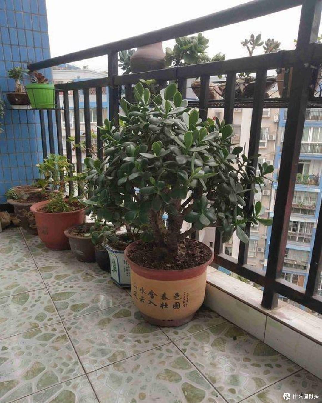 养玉树注意“3点”,常年翠绿光亮,株型美枝干壮,养成珍稀老桩