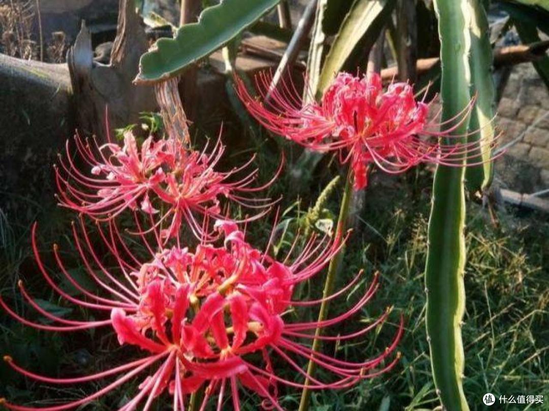 5种花，因名字被认为“不吉祥”，虽然漂亮却“不敢养”，全扔了