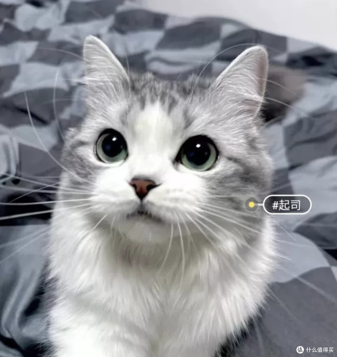 起司猫,近乎完美,看着它赏心悦目