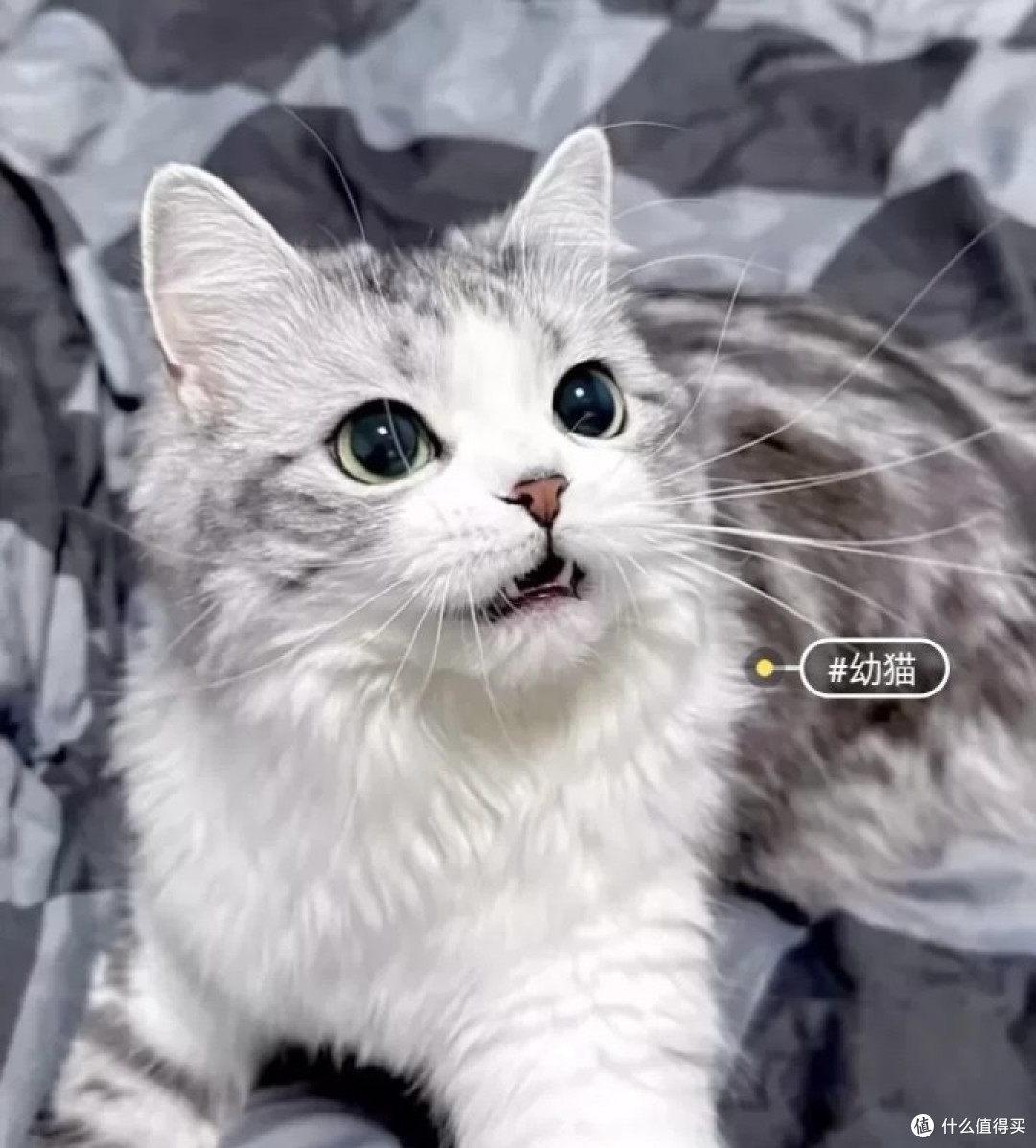 起司猫,近乎完美,看着它赏心悦目