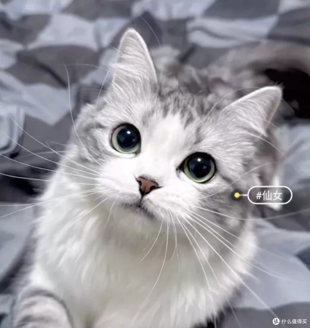起司猫,近乎完美,看着它赏心悦目