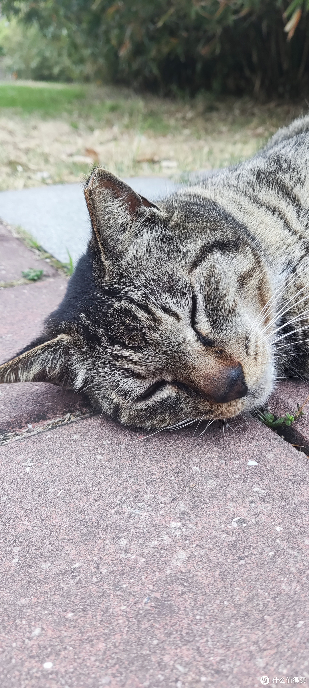 狸花猫萌翻天！这个小可爱适合陪伴孤独的你吗？