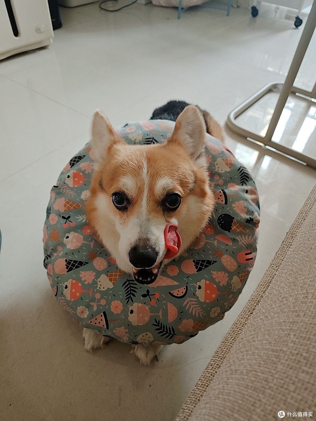 借值得买宠物活动晒晒我家不共戴天的两只娃吧！丁克家庭的孩子们健康成长中！