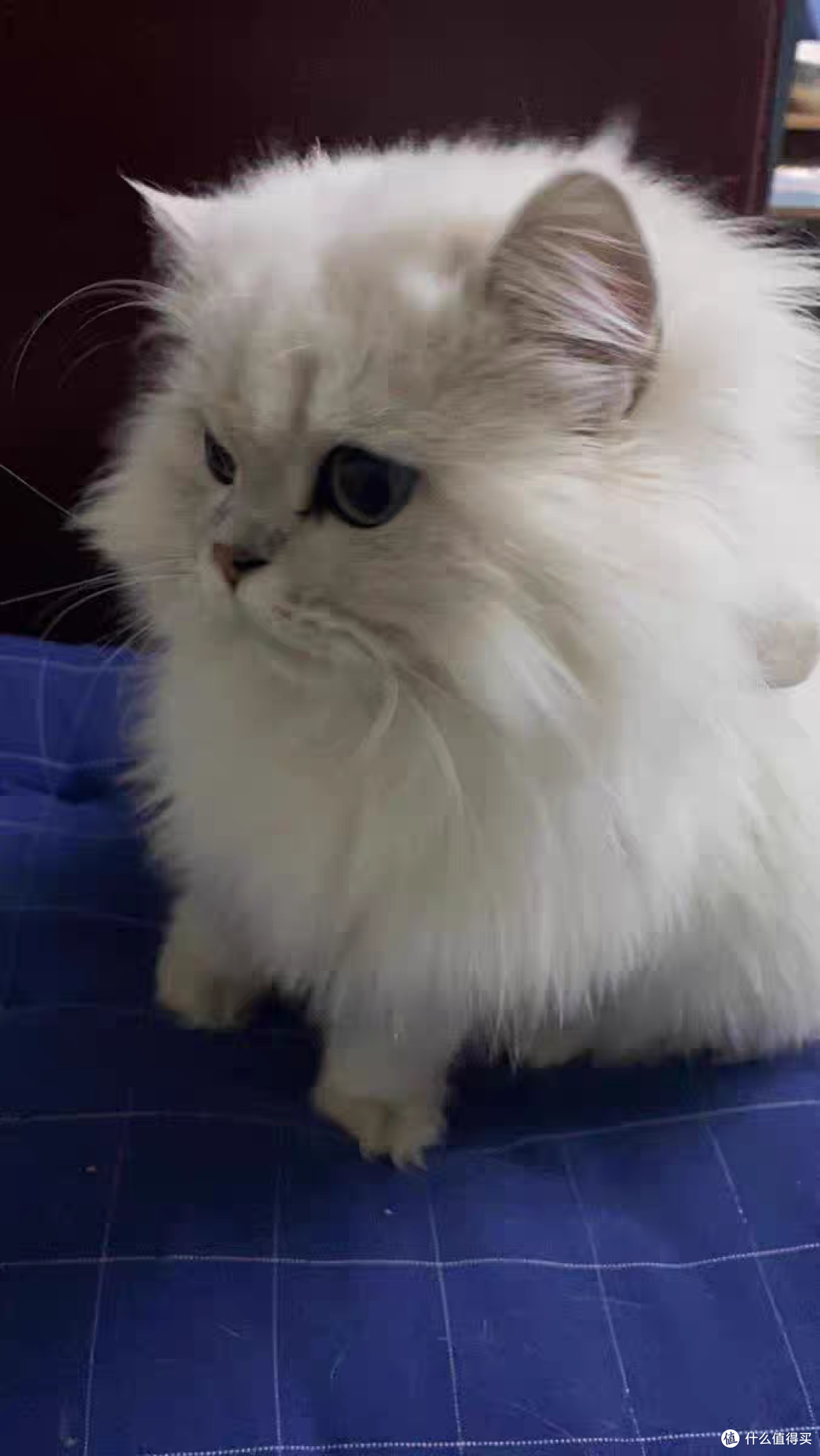 超值萌宠节，我家小猫咪的口粮香喷喷