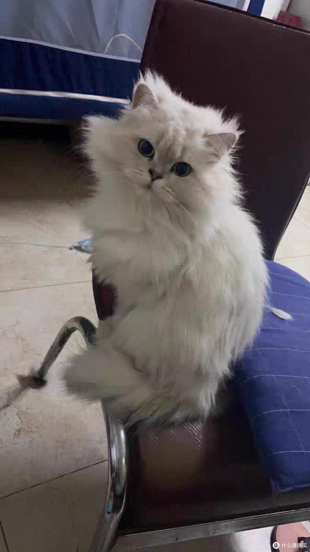 超值萌宠节，我家小猫咪的口粮香喷喷