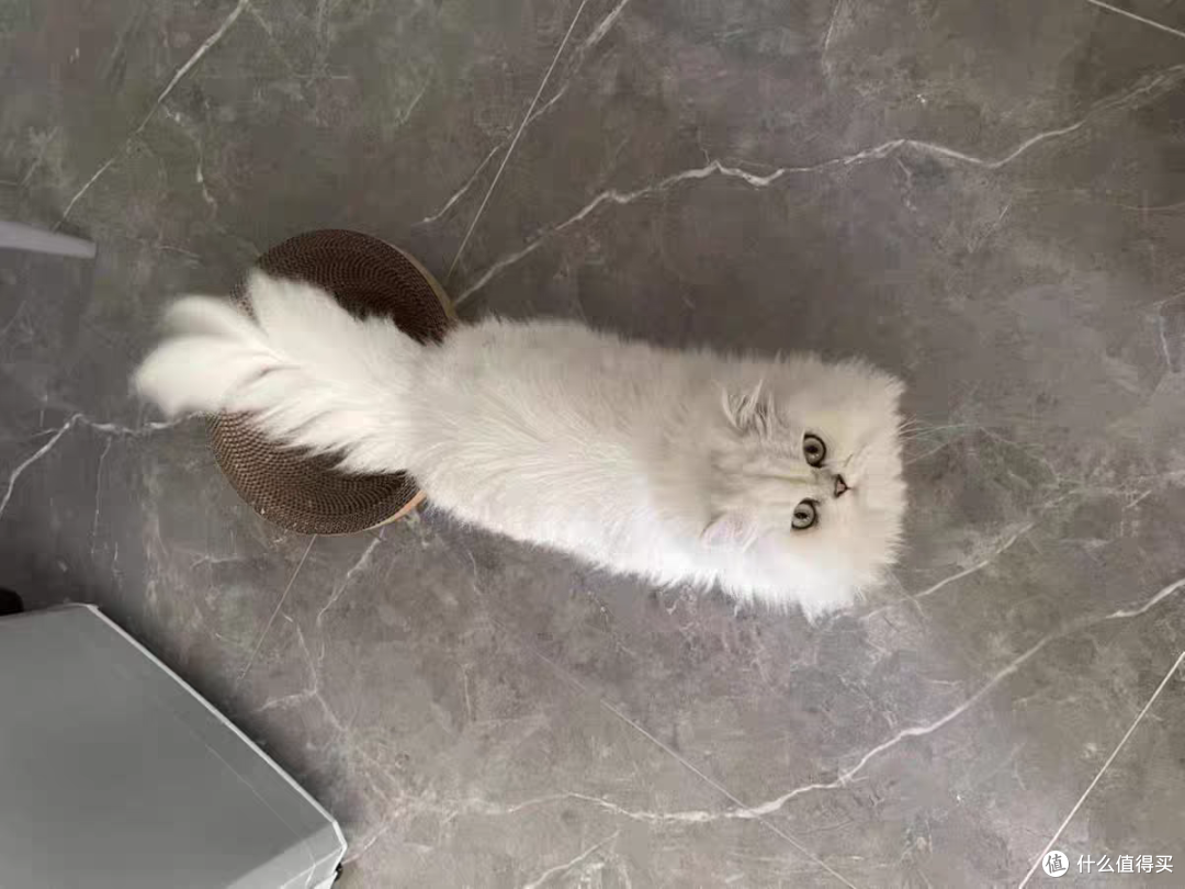 超值萌宠节，我家小猫咪的口粮香喷喷