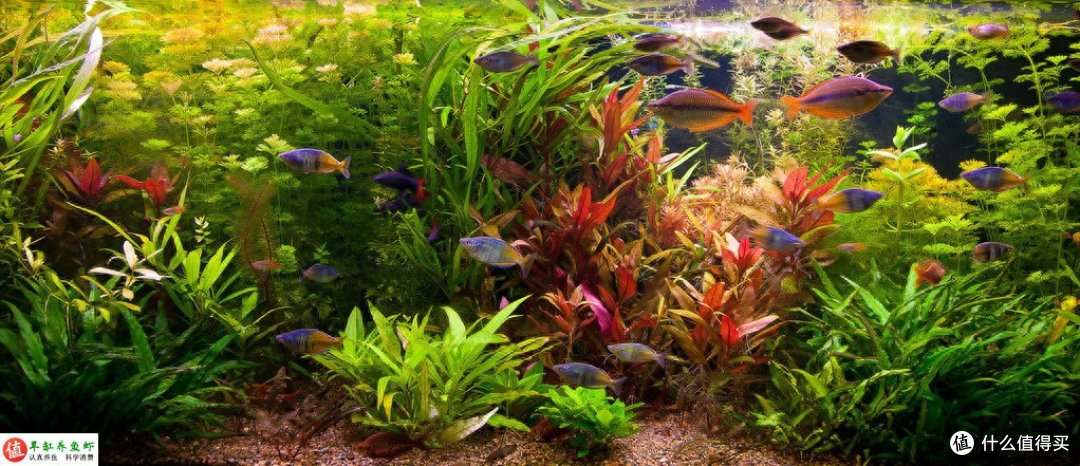 淡水鱼缸VS咸水鱼缸:哪种更好玩?你要知道这一切
