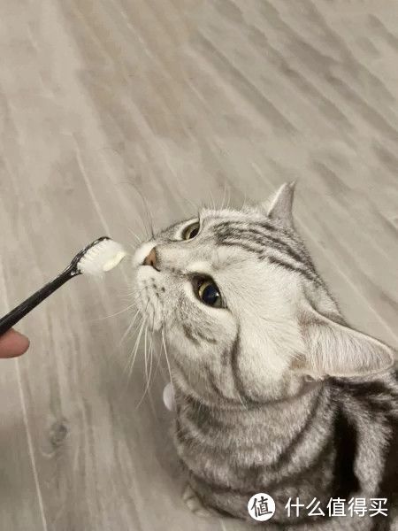 猫咪不让刷牙怎么办，有什么可以帮助猫咪洁牙的零食？