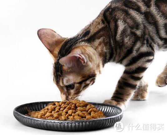 朗仕鱼肉味猫粮，全价猫粮，大猫小猫一起喂!