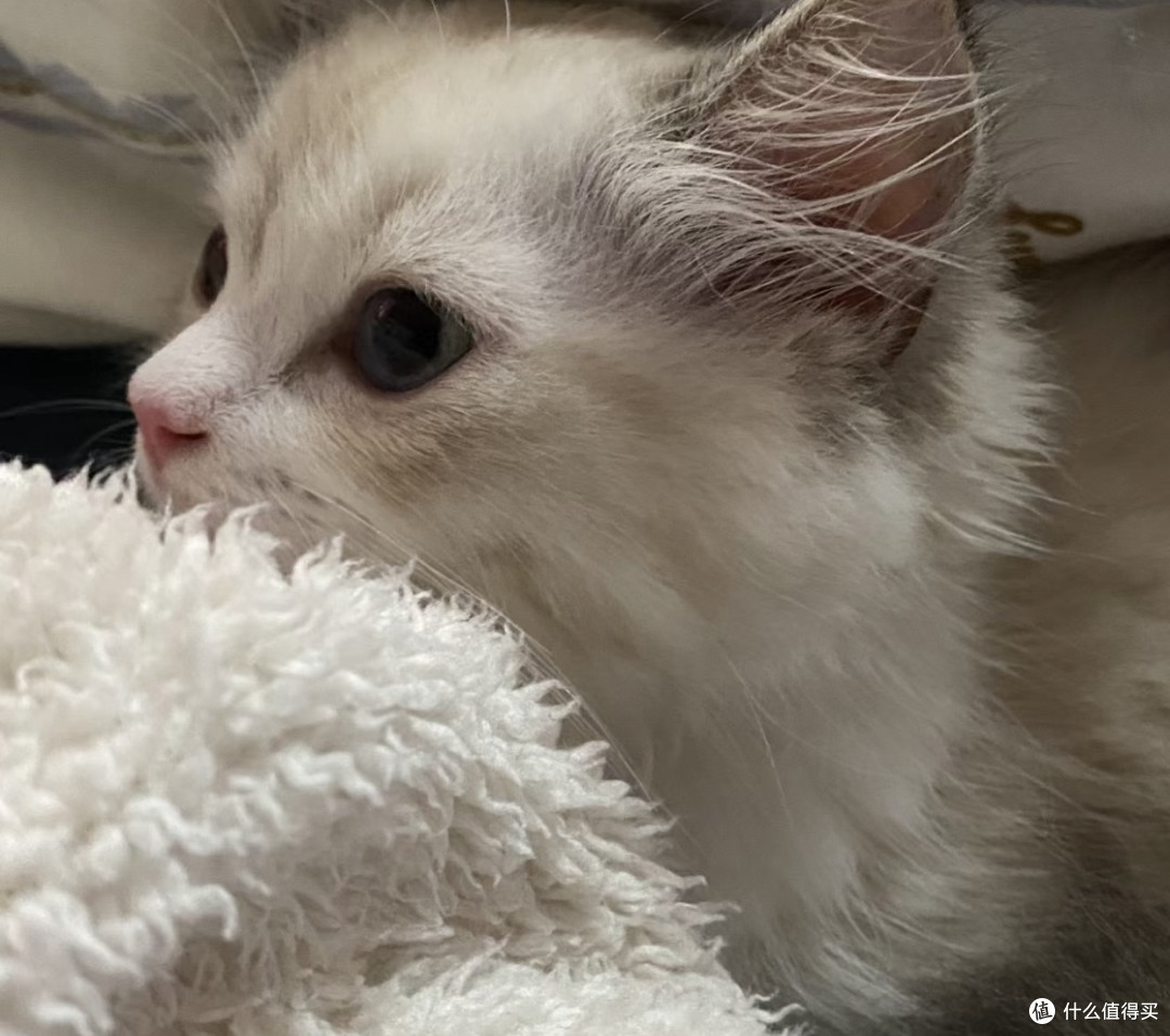 夏季猫猫呕吐拉稀的可能原因
