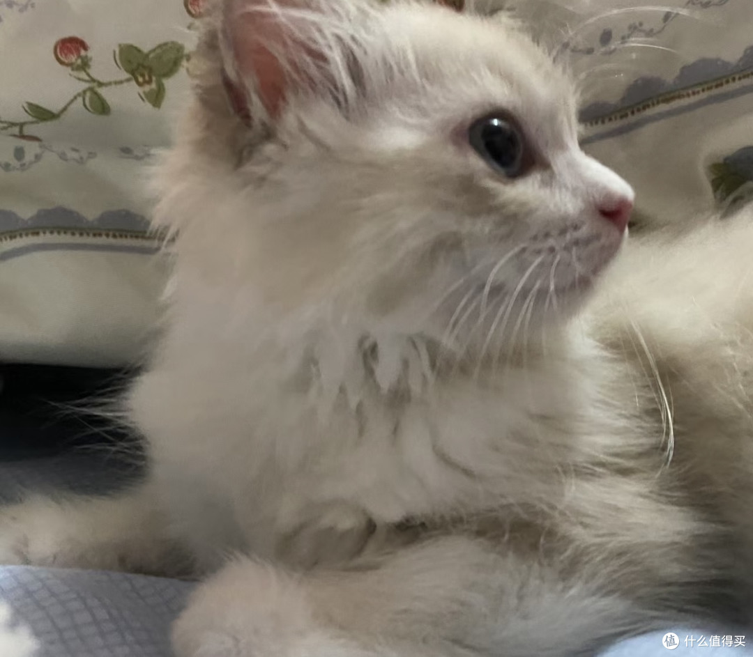 夏季猫猫呕吐拉稀的可能原因
