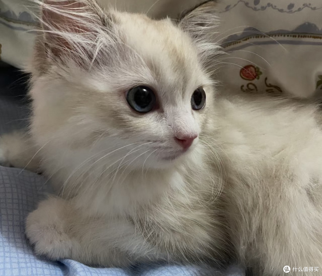 夏季猫猫呕吐拉稀的可能原因
