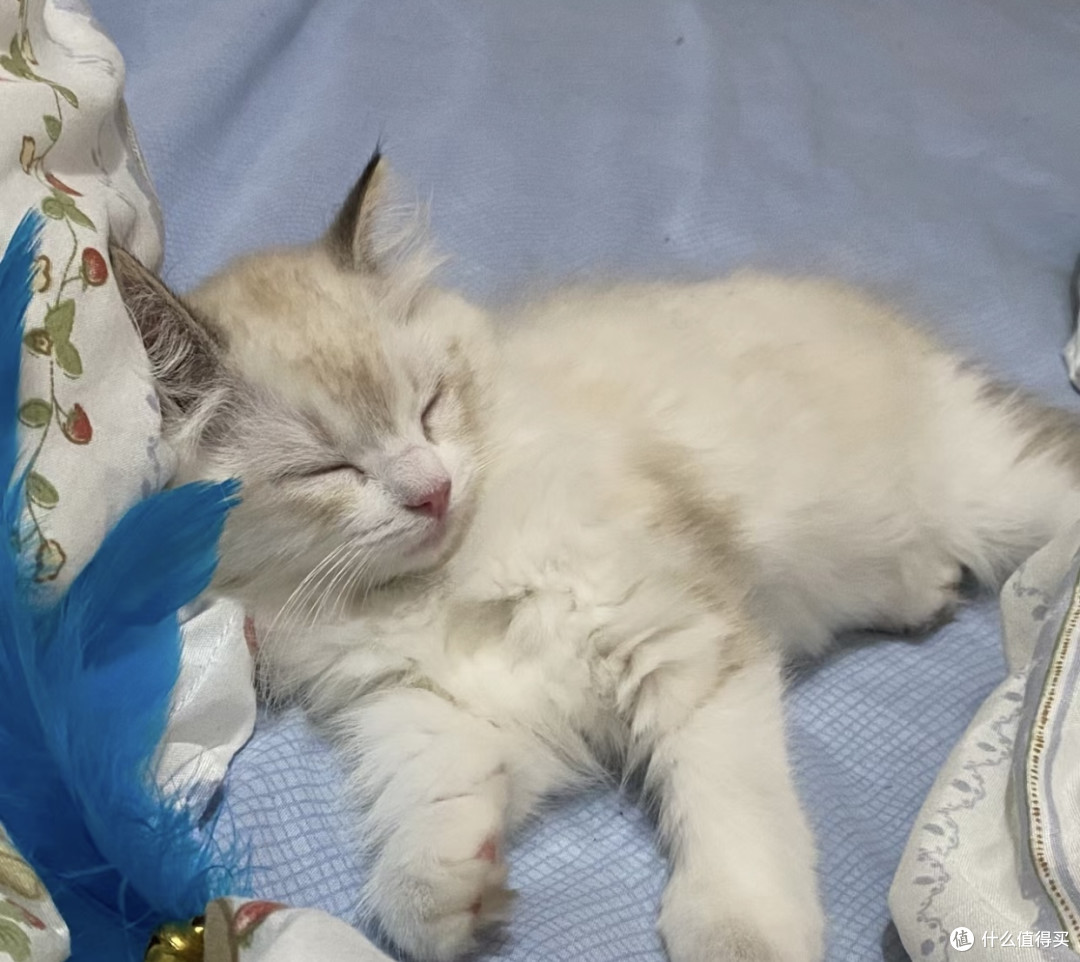 夏季猫猫呕吐拉稀的可能原因