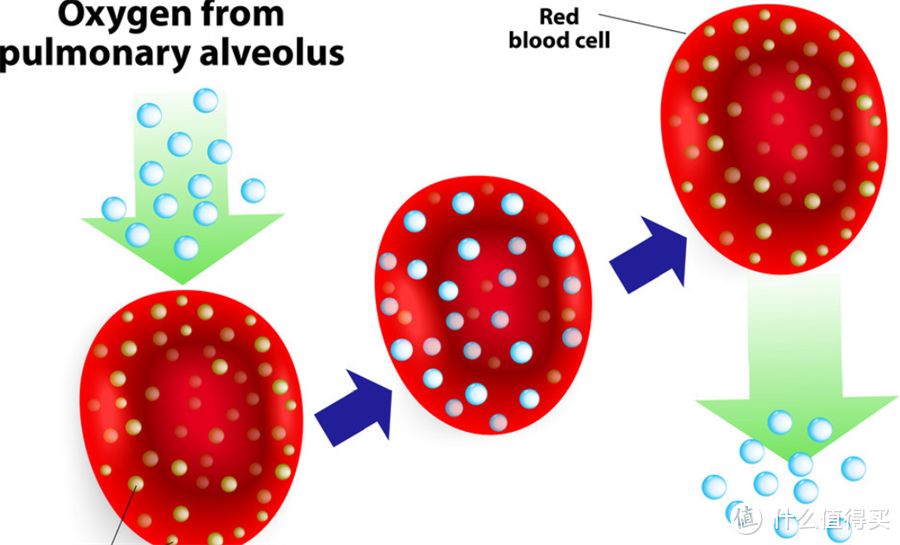 人为什么要测血氧？血氧仪怎么选？看完这篇就够了。附经典血氧仪横评及选购指南