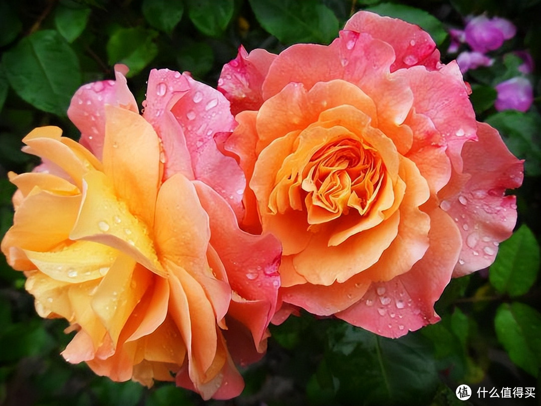 老中医喜欢在家里养这8种花，常说：“人养花，花亦养人”