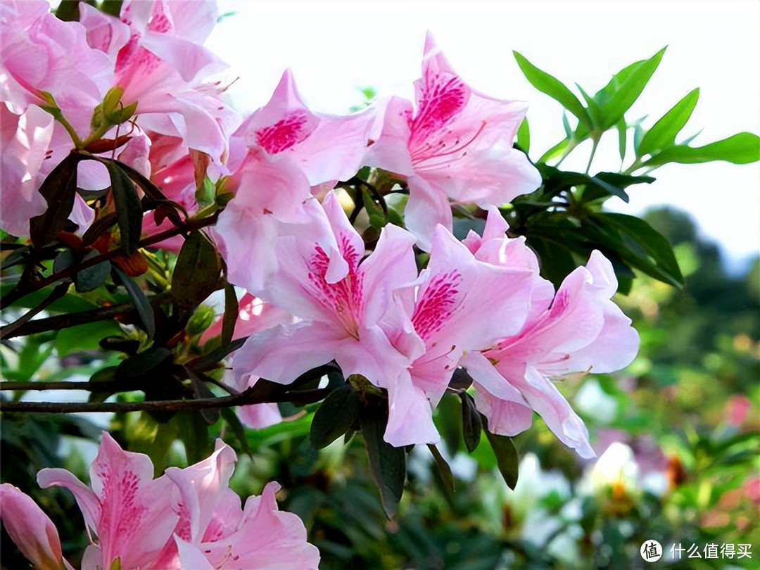老中医喜欢在家里养这8种花，常说：“人养花，花亦养人”