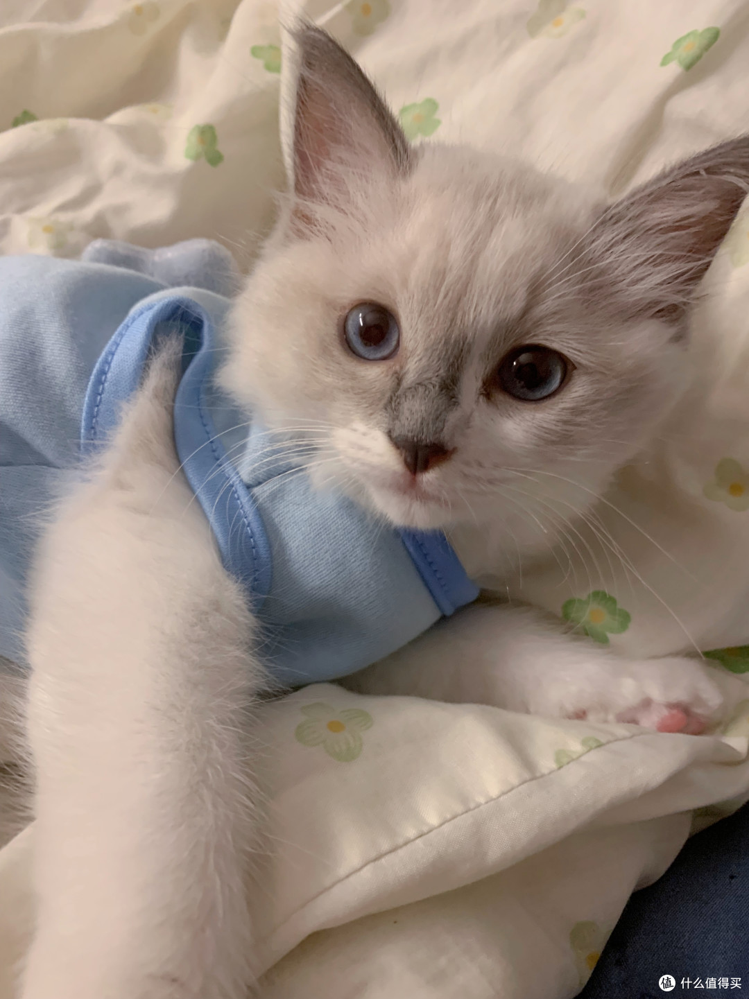 猫咪衣服必备款式，让你的宠物成为时尚达人！