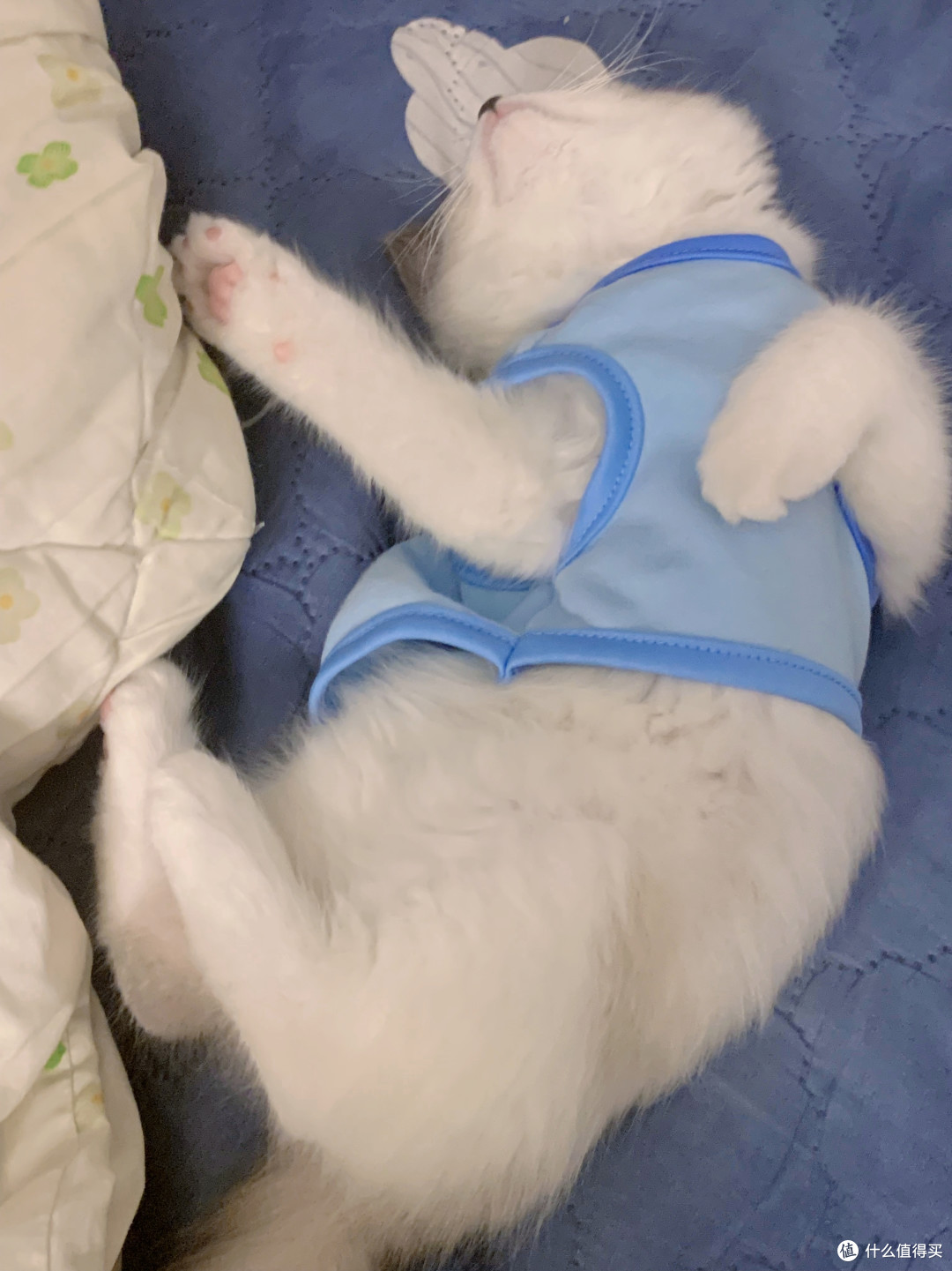 猫咪衣服必备款式，让你的宠物成为时尚达人！