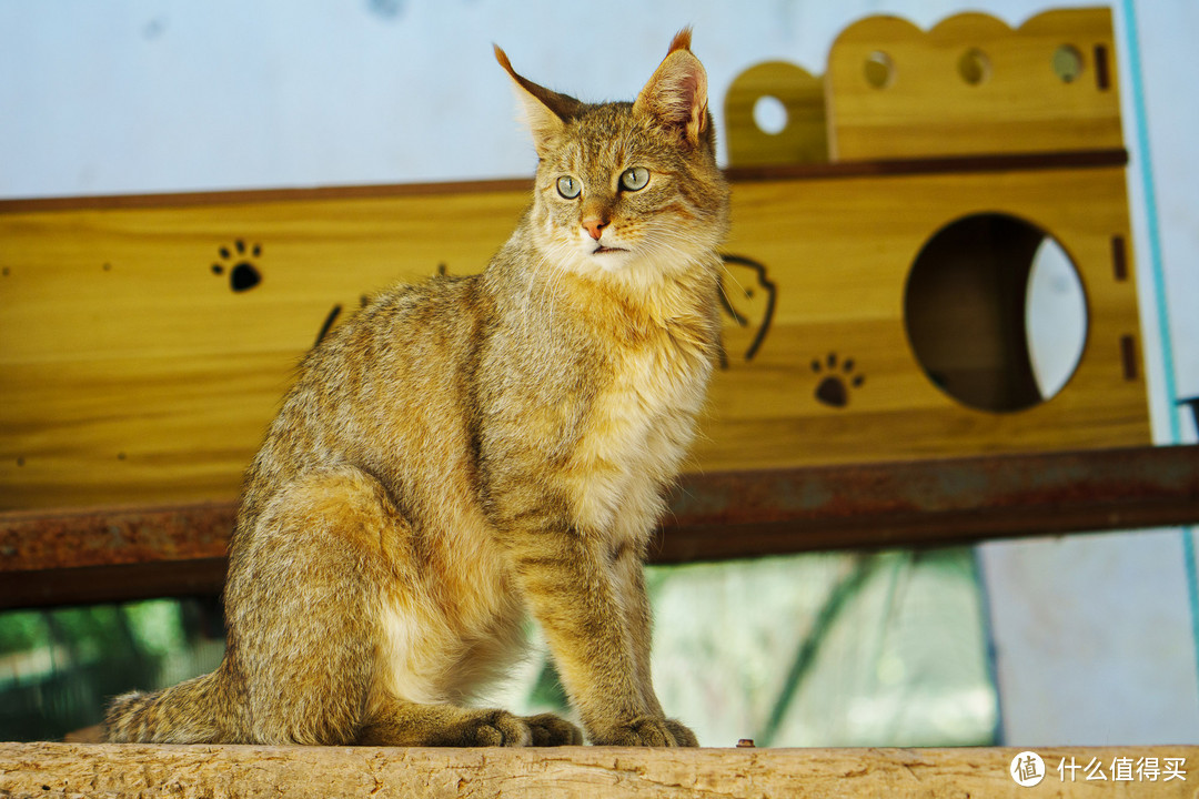 ▲ 青海野生动物园的荒漠猫（α6700、SEL100400GM拍摄）