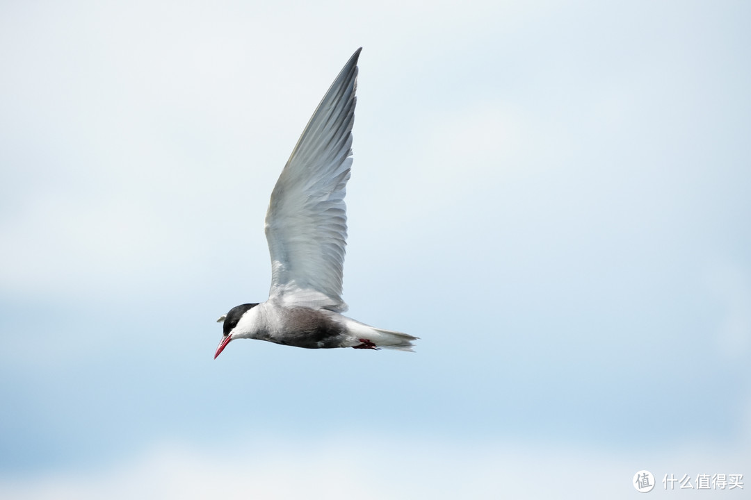 ▲ 须浮鸥（350mm | F8 | 1/2000s | ISO-1250）