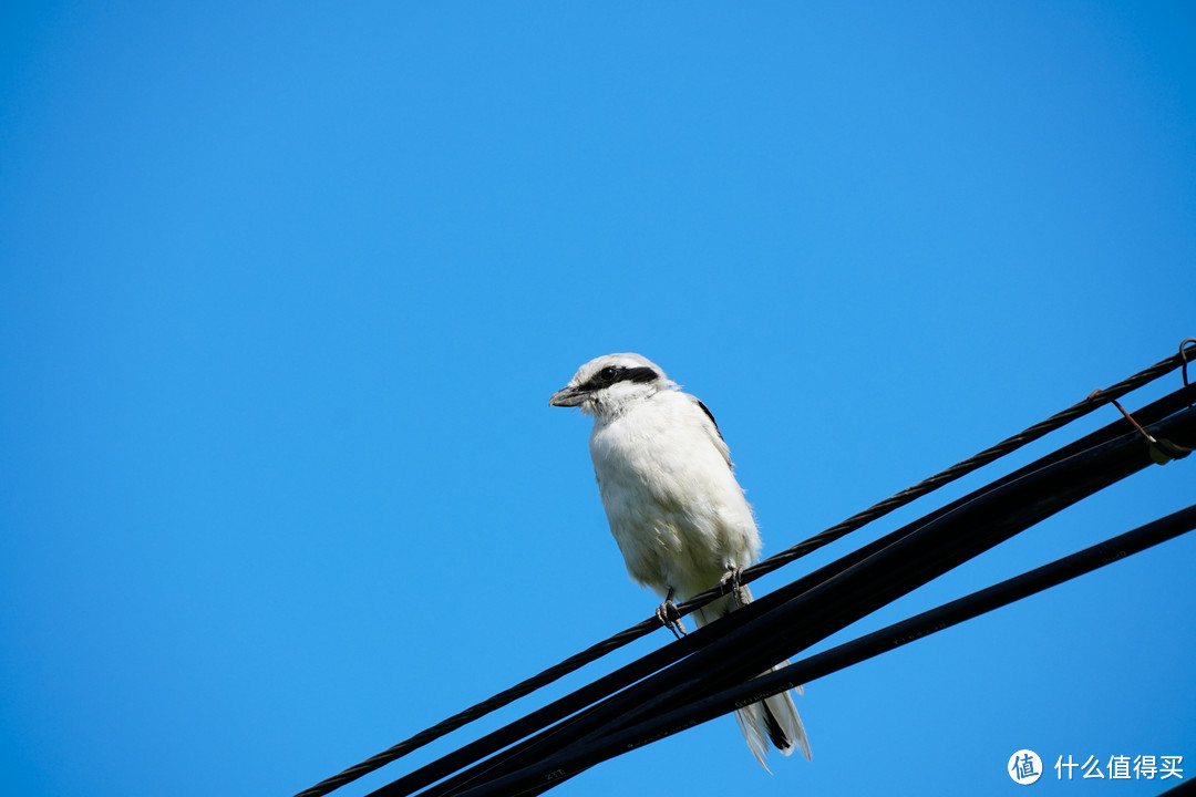 ▲ 楔尾伯劳（350mm | F8 | 1/800s | ISO-320）