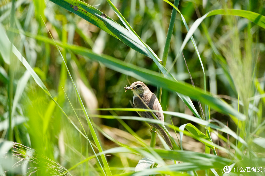 黑眉苇莺(350mm 