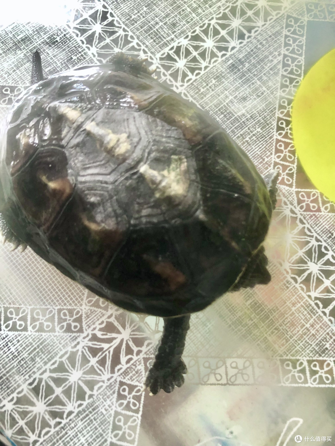 时光荏苒,岁月如梭。小乌龟已经4岁了!