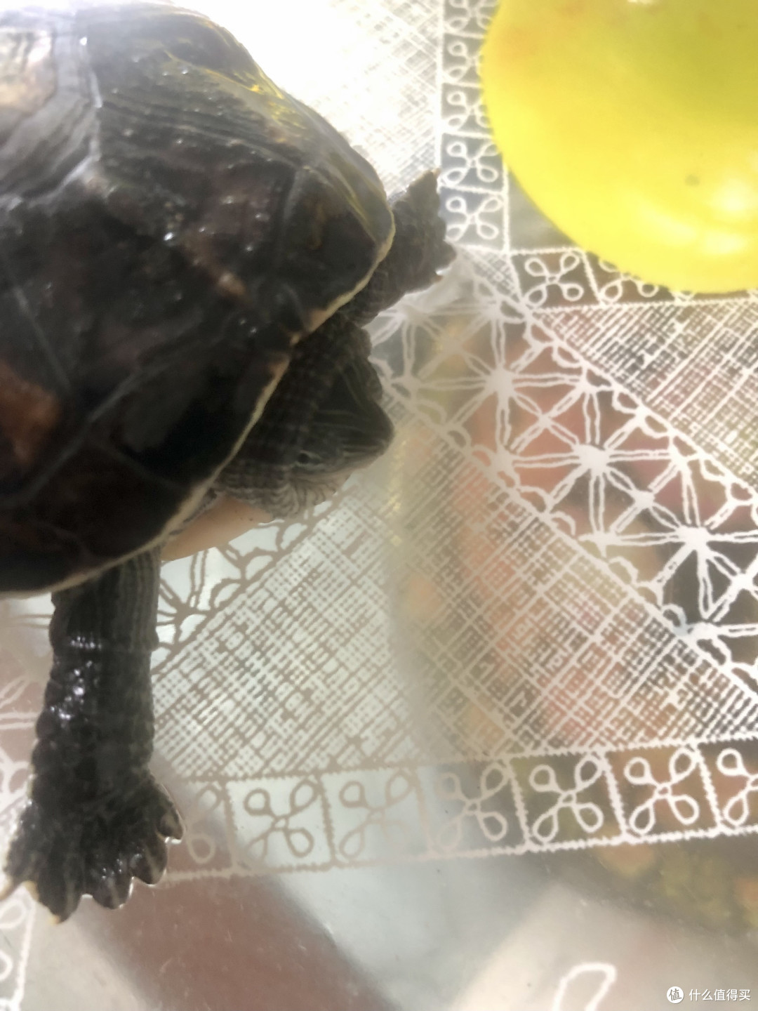 时光荏苒,岁月如梭。小乌龟已经4岁了!