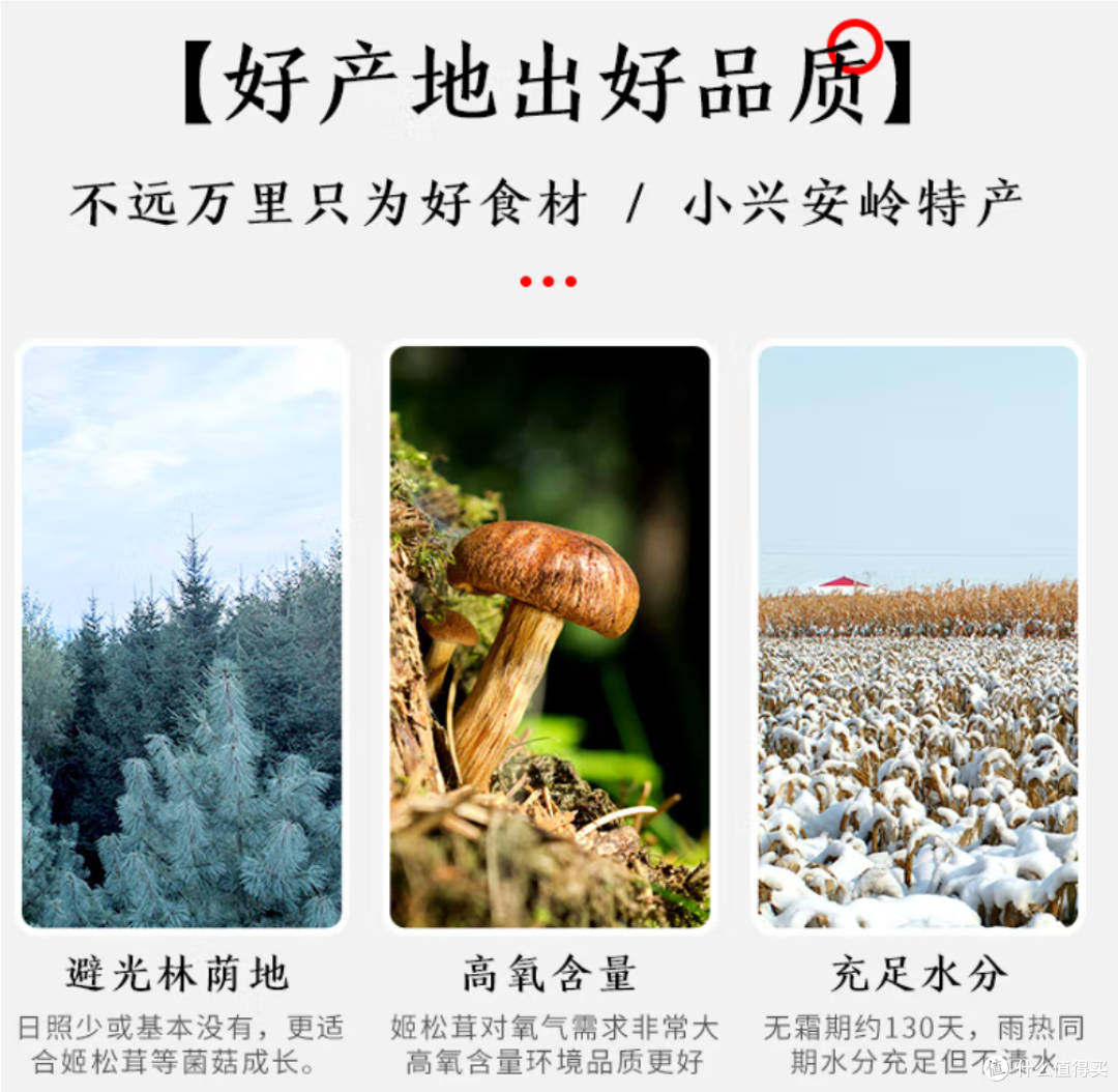 黑土优选姬松茸——煲汤的好伴侣