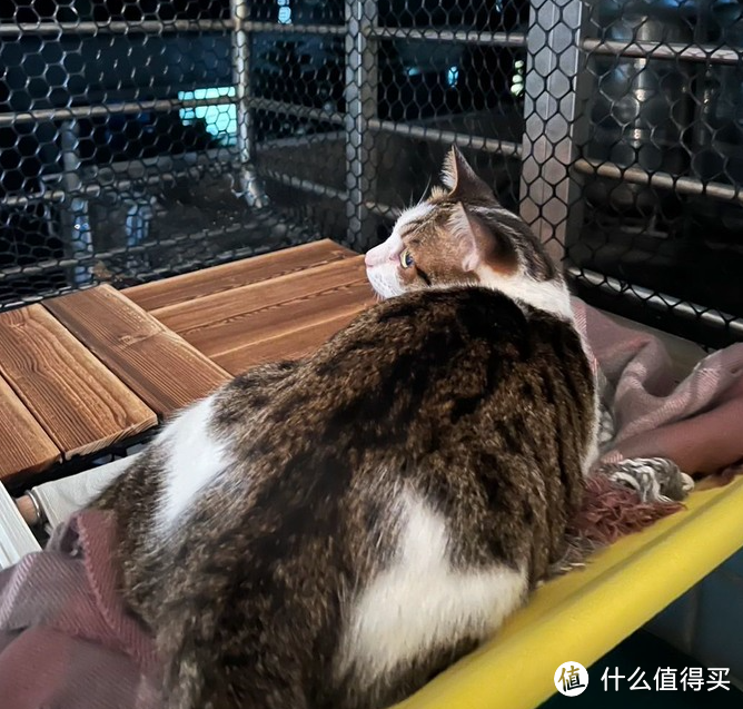 猫猫的私人后阳台小空间改造