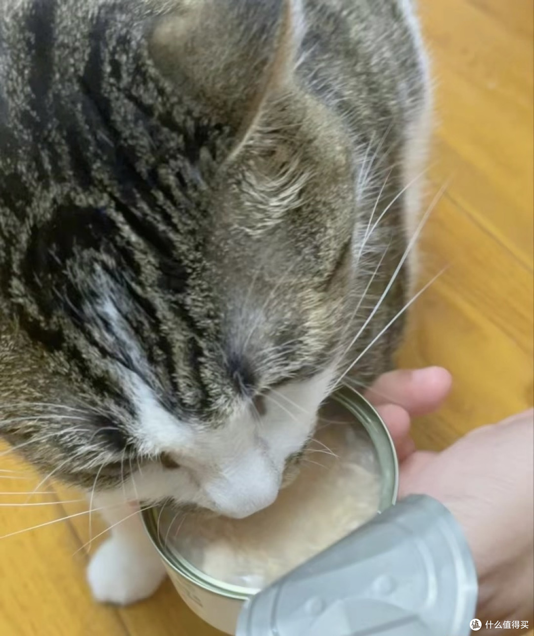 以下是关于宠物猫鸡肉罐头的一些常见信息