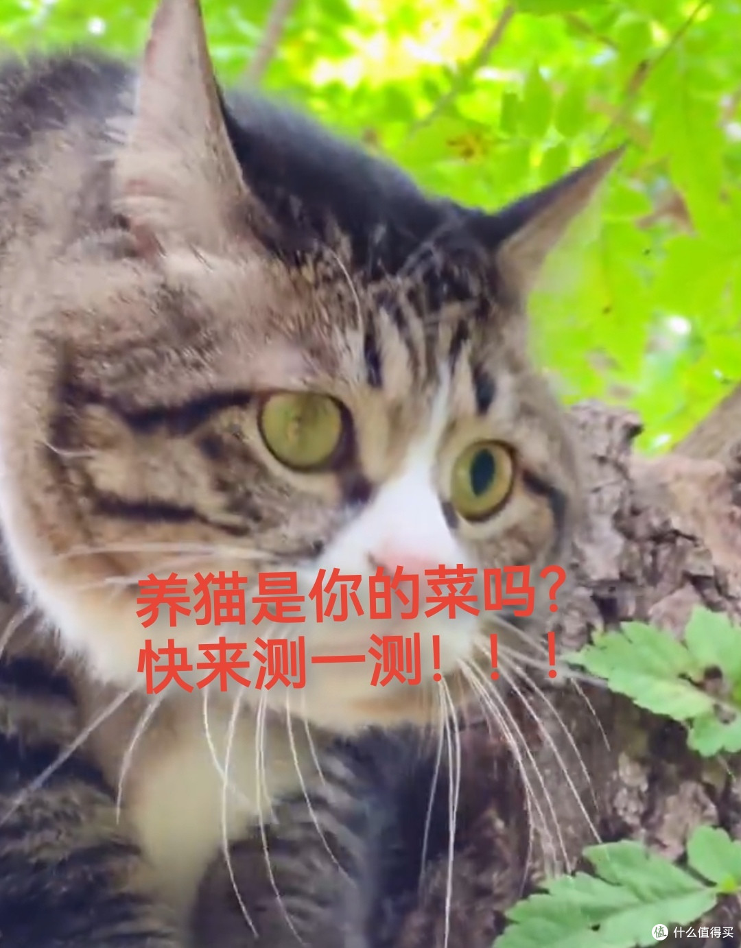 养猫攻略大揭秘!养猫前必须知道的心理准备!