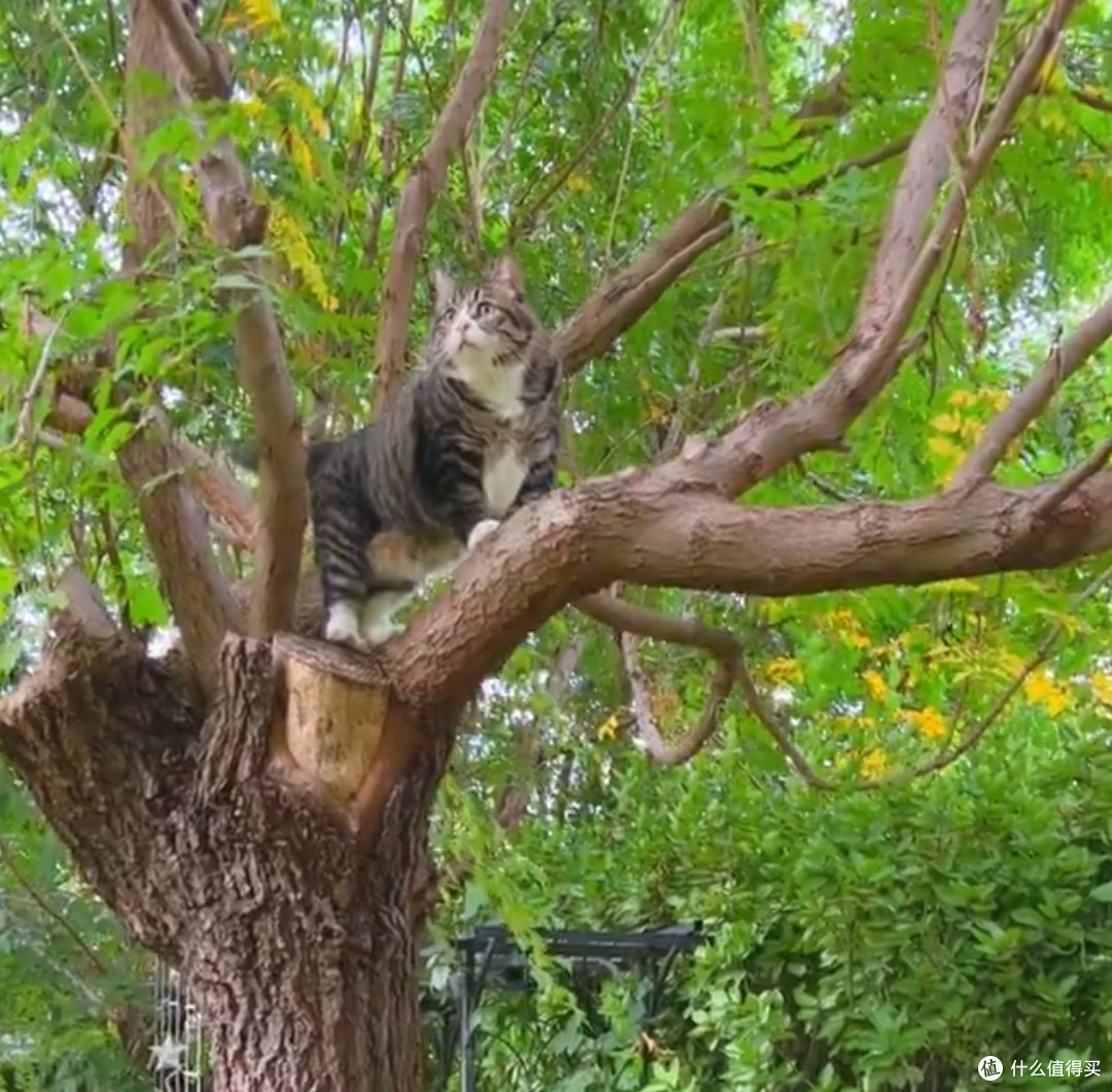养猫攻略大揭秘!养猫前必须知道的心理准备!