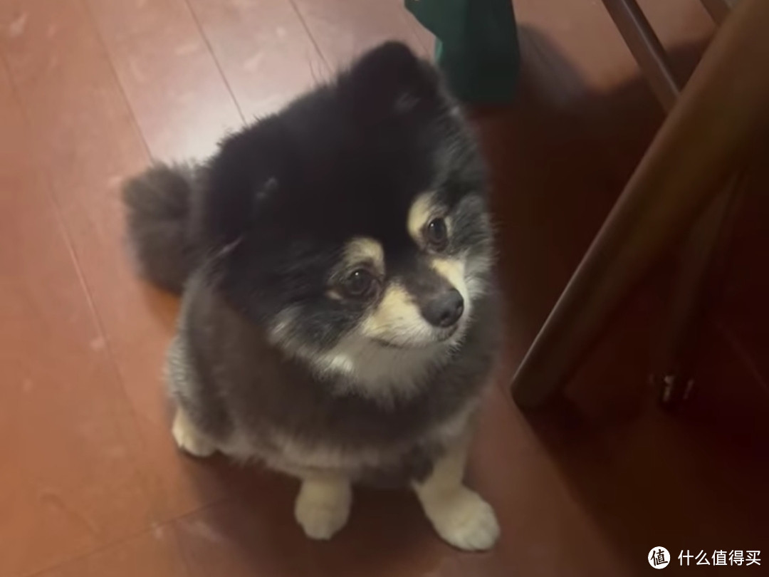 【实拍小黑犬吃瓜】我不懂，为什么狗狗能吃西瓜？