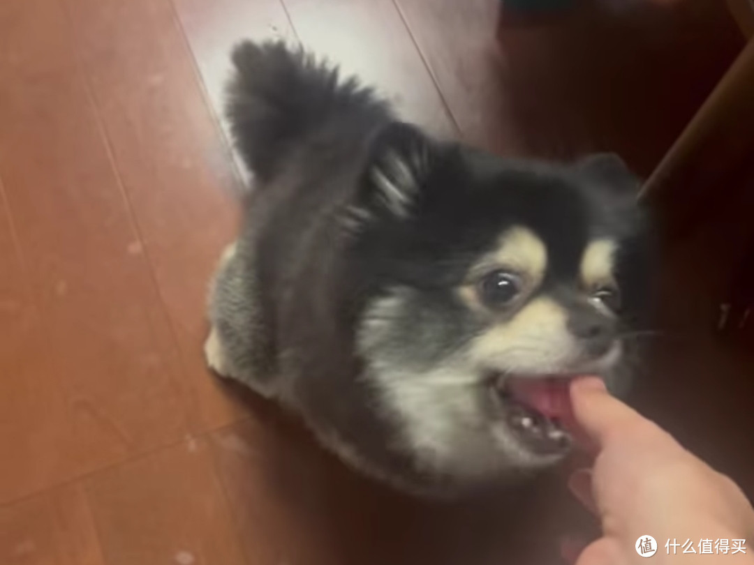 【实拍小黑犬吃瓜】我不懂，为什么狗狗能吃西瓜？