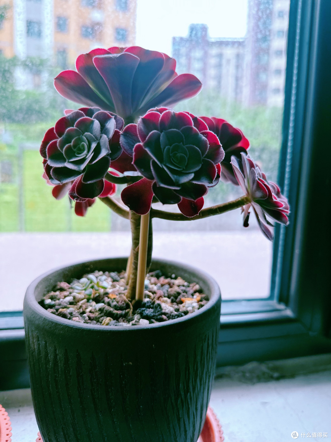 超级适合办公室养殖的多肉植物