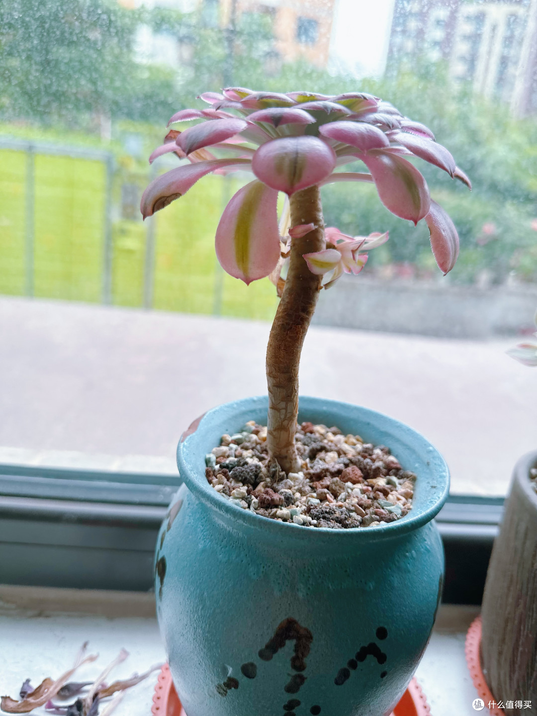 超级适合办公室养殖的多肉植物