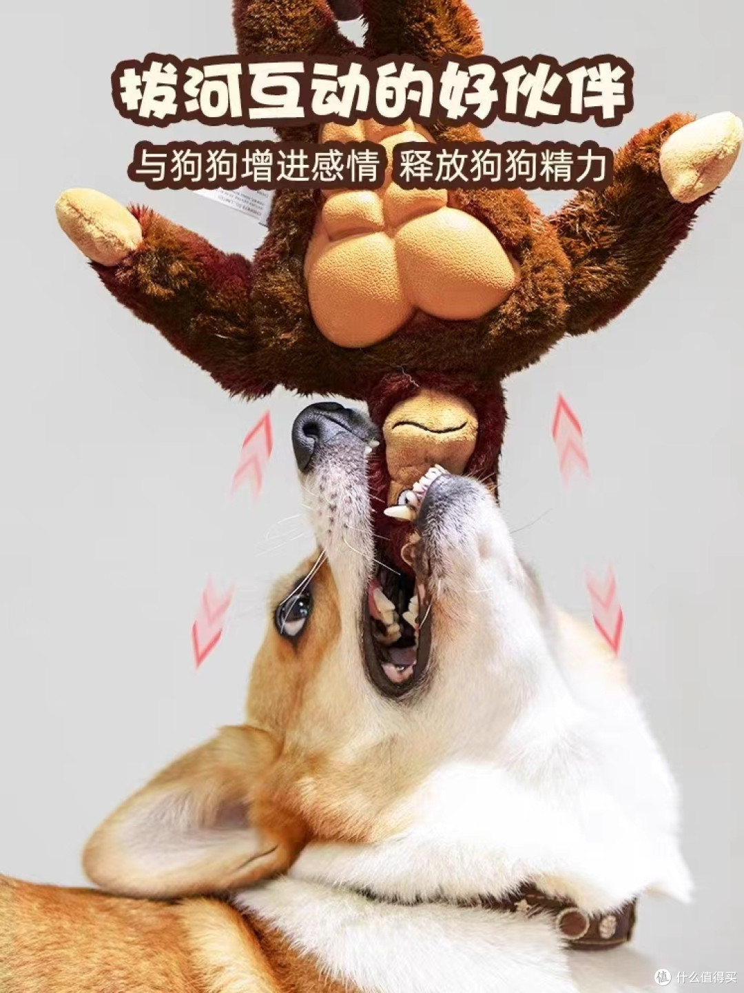 狗狗专属音乐盒,GiGwi带你进入音乐世界!
