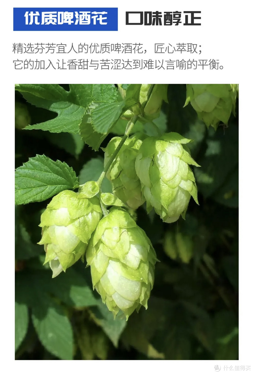 不醉研究：snowbeer啤酒10度500ml*18听浓郁发酵优质酒水