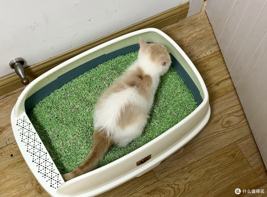 养猫咪一定要必备猫砂盆