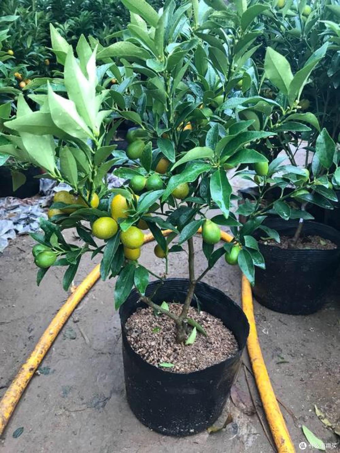 小金桔的种植方法和注意事项