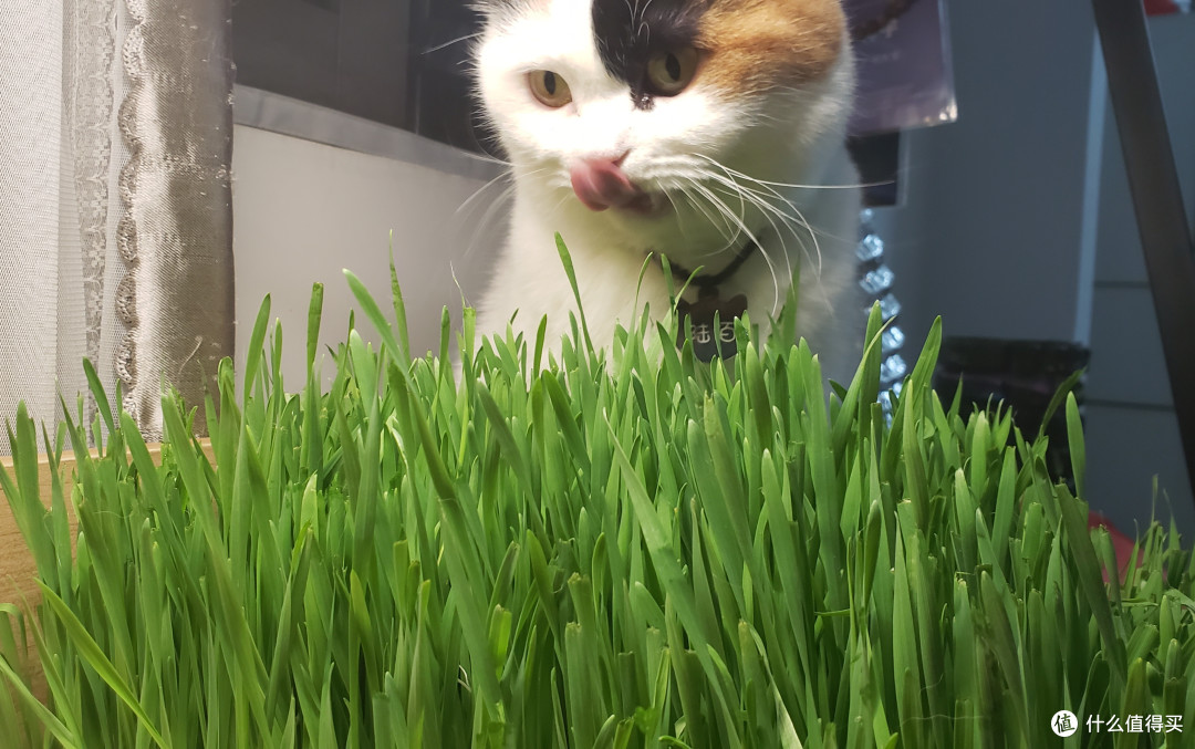 为猫猫们种下一片草场-如何简单快速种好一盆猫草