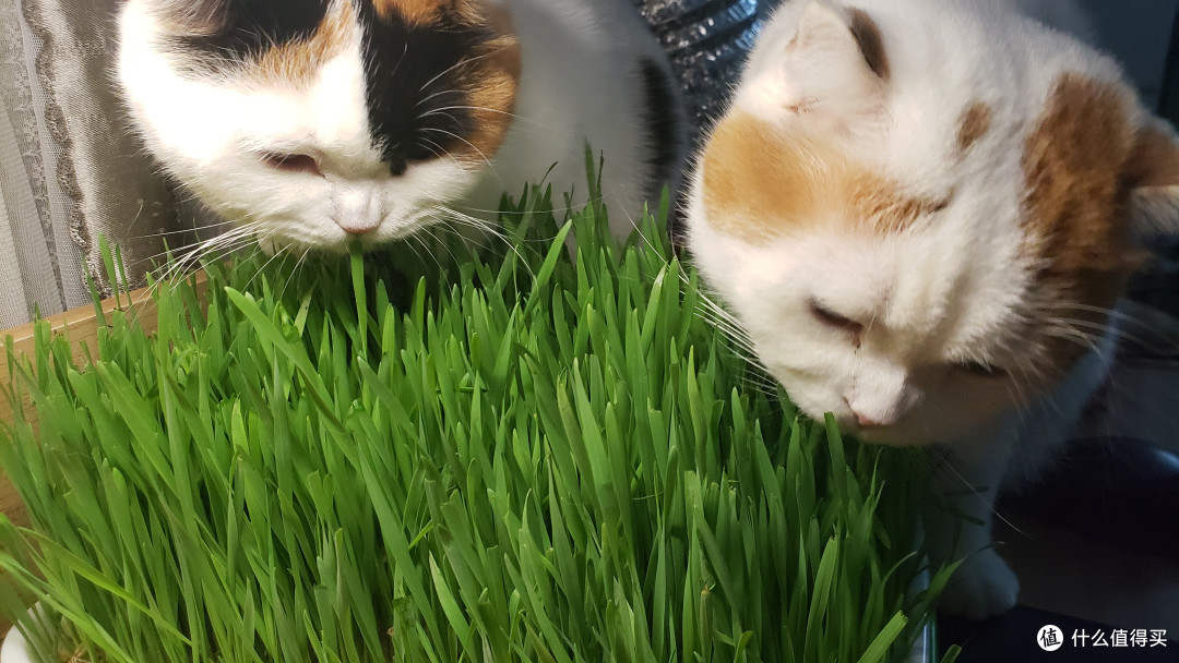 为猫猫们种下一片草场-如何简单快速种好一盆猫草