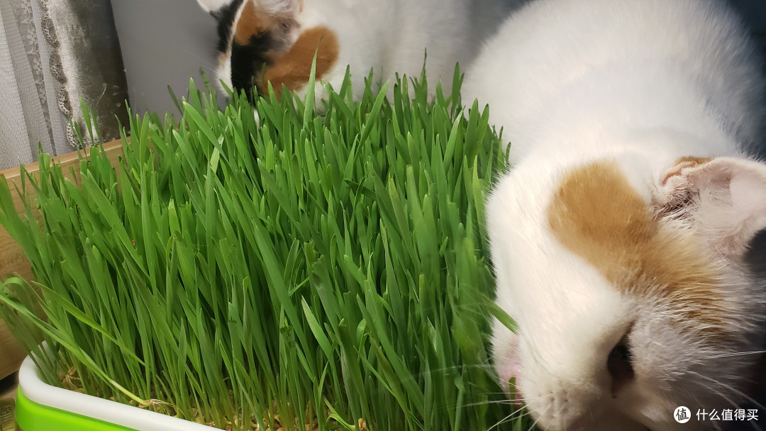 为猫猫们种下一片草场-如何简单快速种好一盆猫草