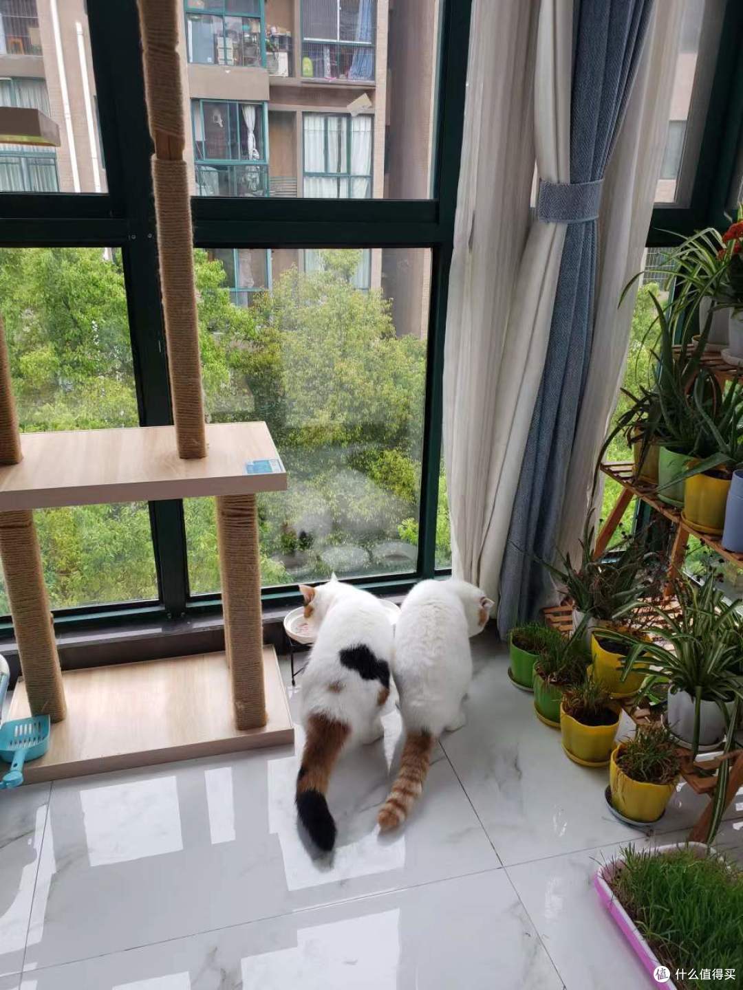 为猫猫们种下一片草场-如何简单快速种好一盆猫草