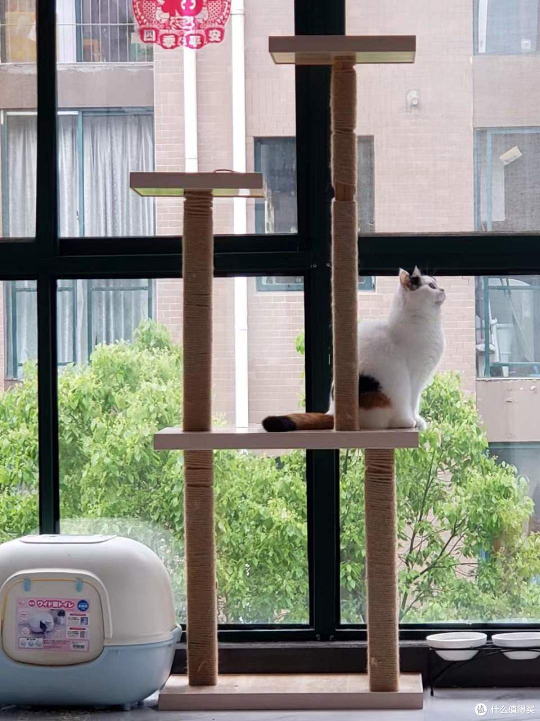 为猫猫们种下一片草场-如何简单快速种好一盆猫草