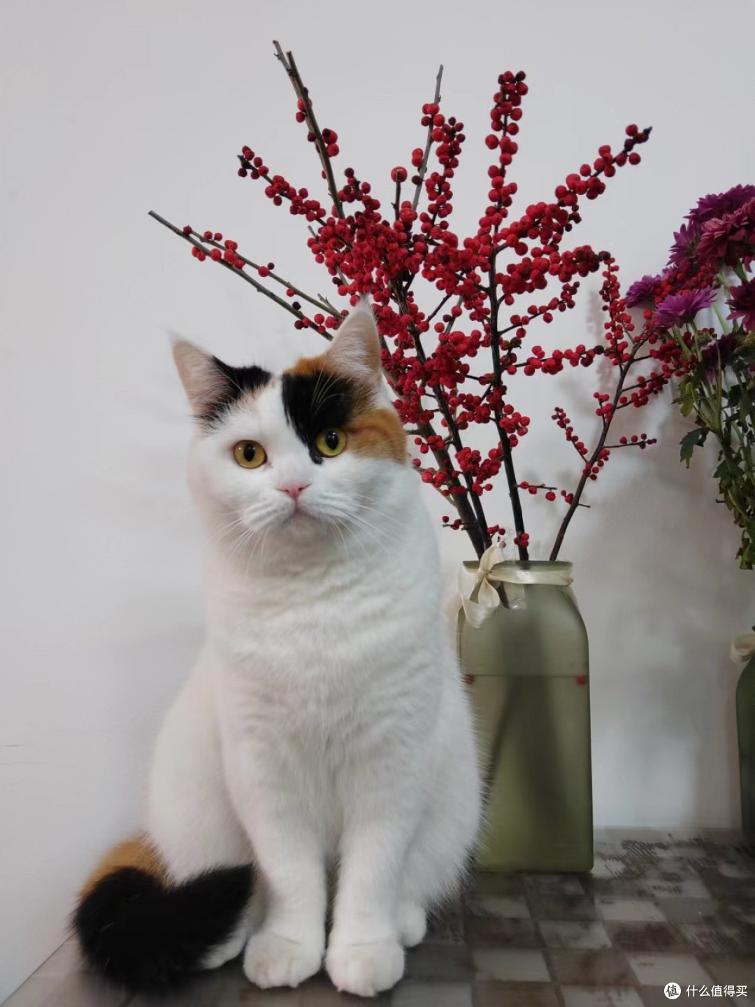 为猫猫们种下一片草场-如何简单快速种好一盆猫草